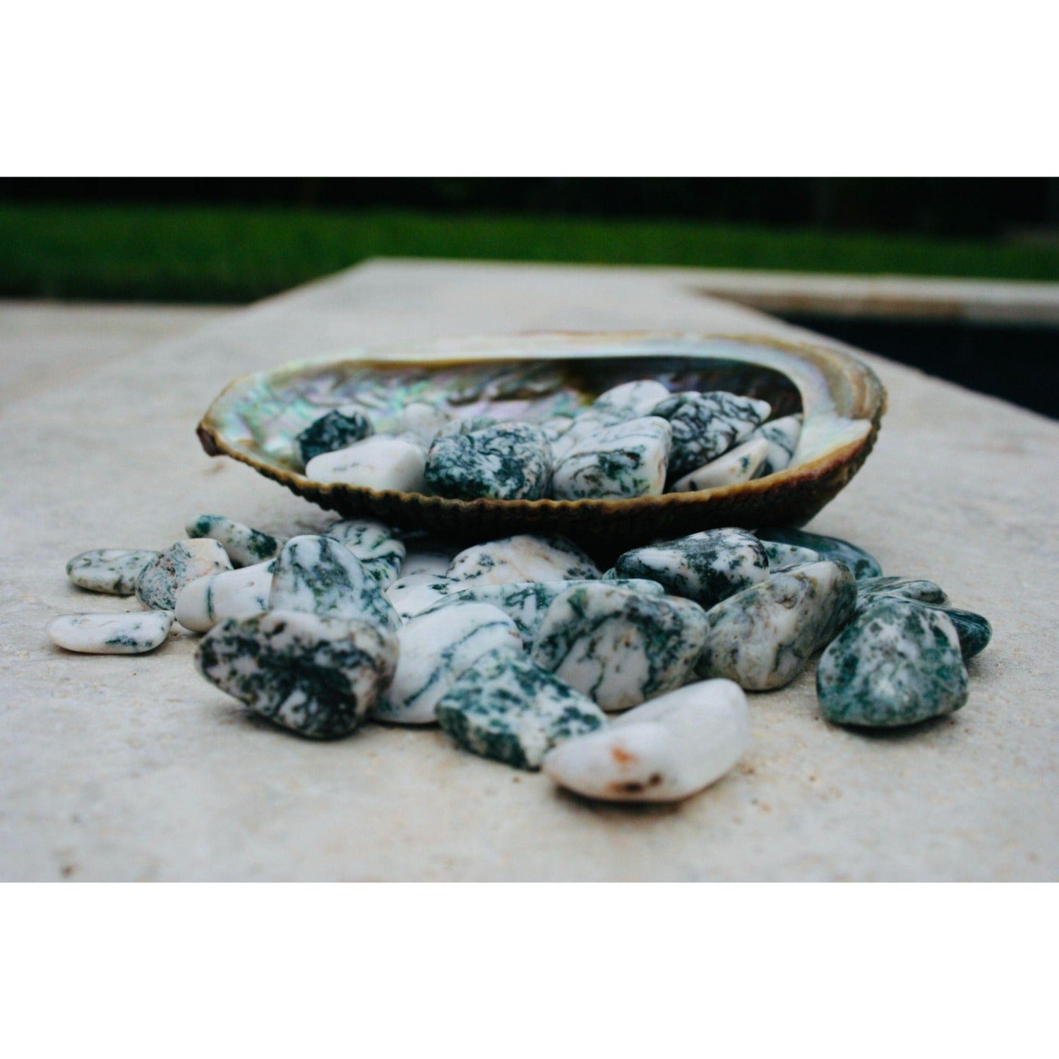 Tree Agate Tumbled Stones 4 OZ