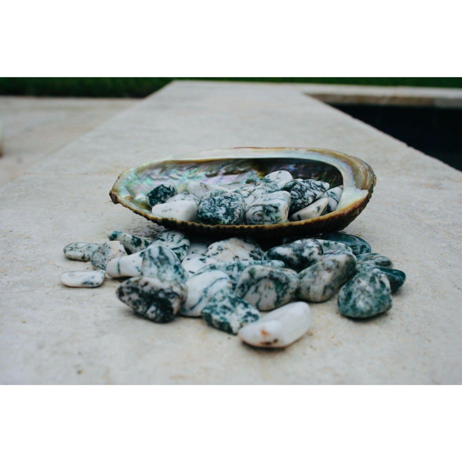 Tree Agate Tumbled Stones 4 OZ