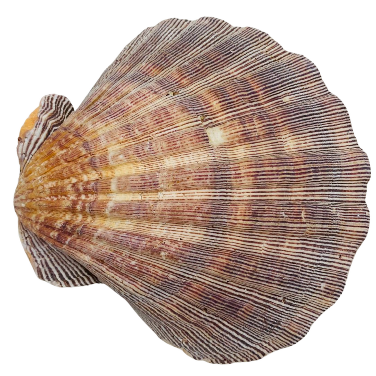 Lions Paw Shell - The Finest Quality Shells – New Age Guru