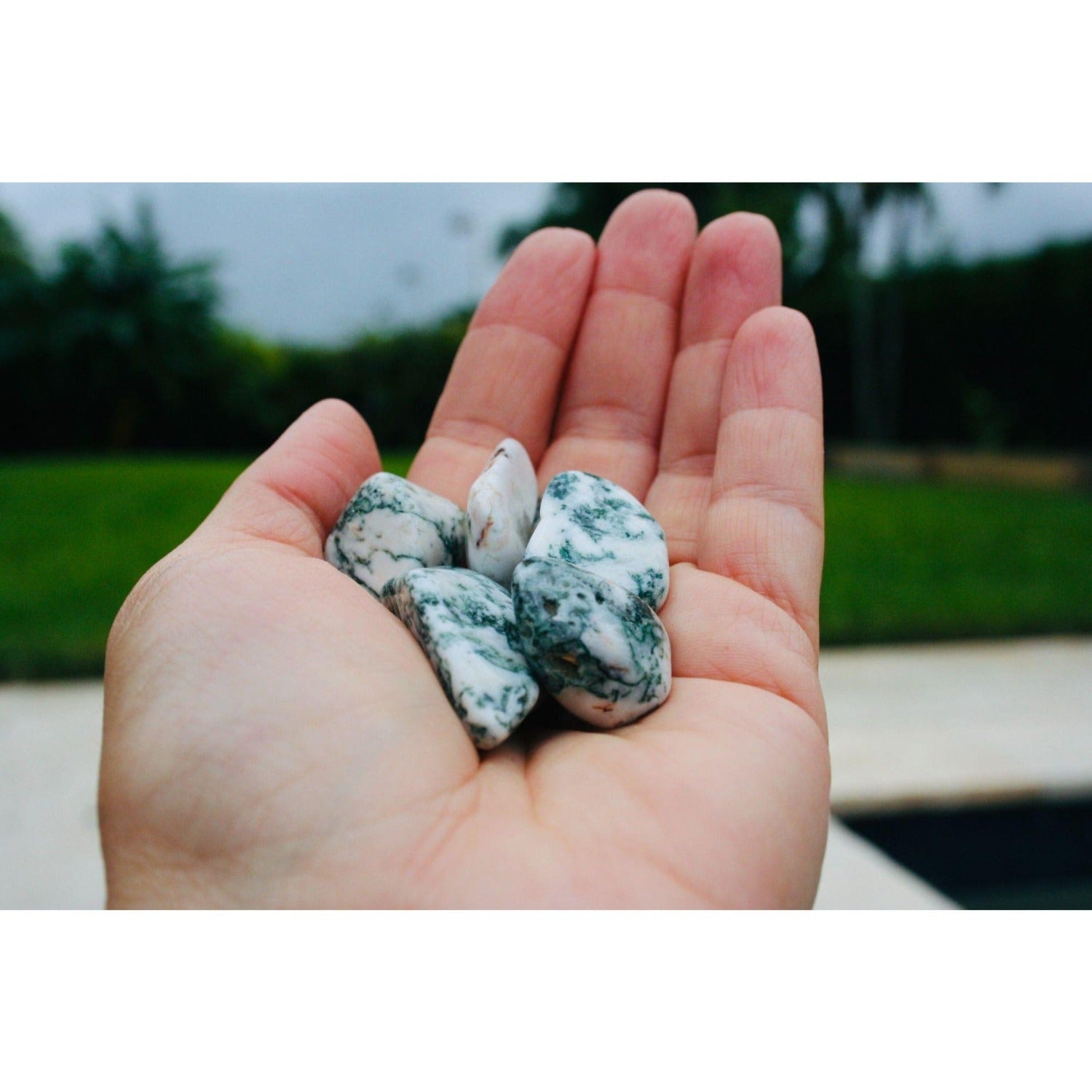 Tree Agate Tumbled Stones 4 OZ