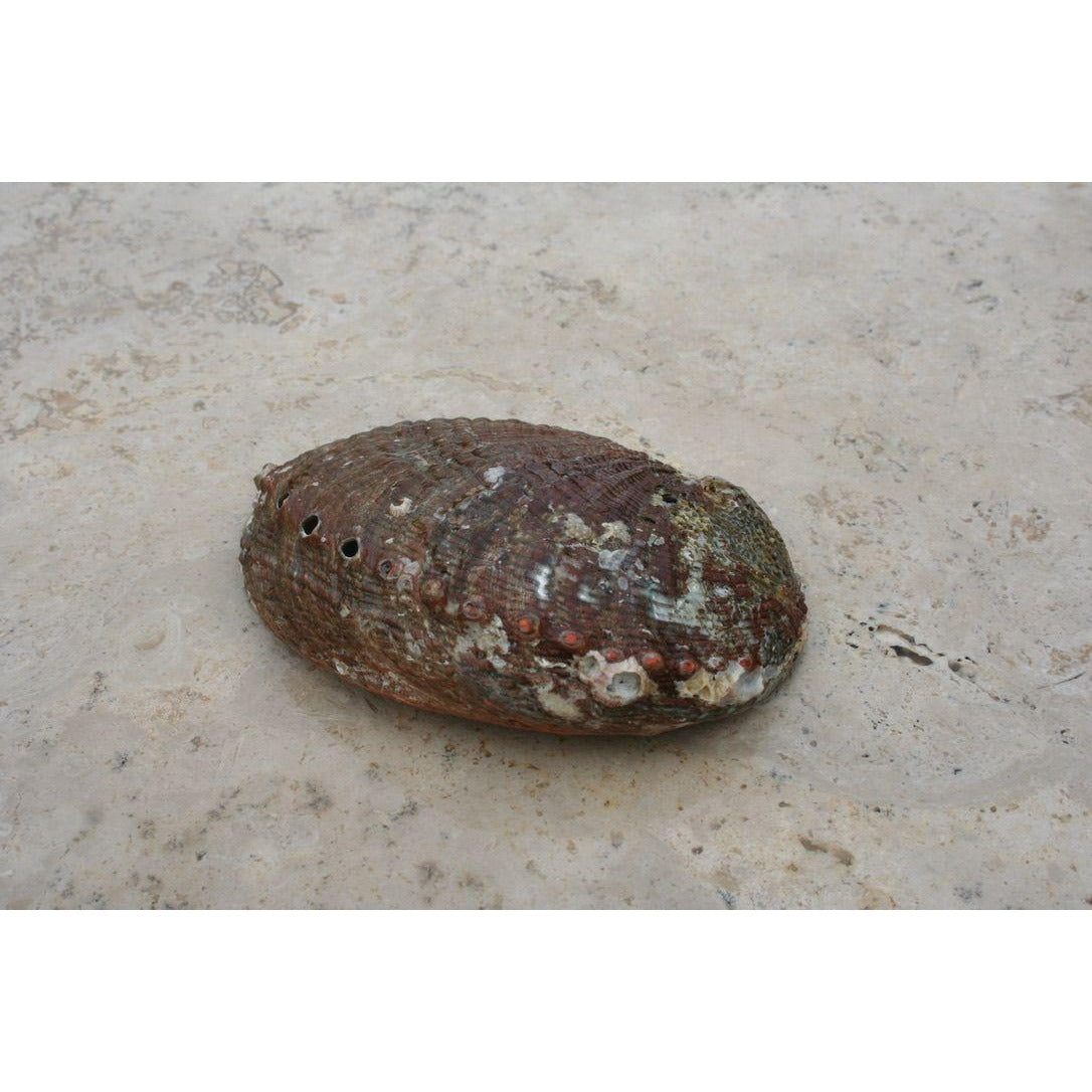 Abalone Shell Incense Burner