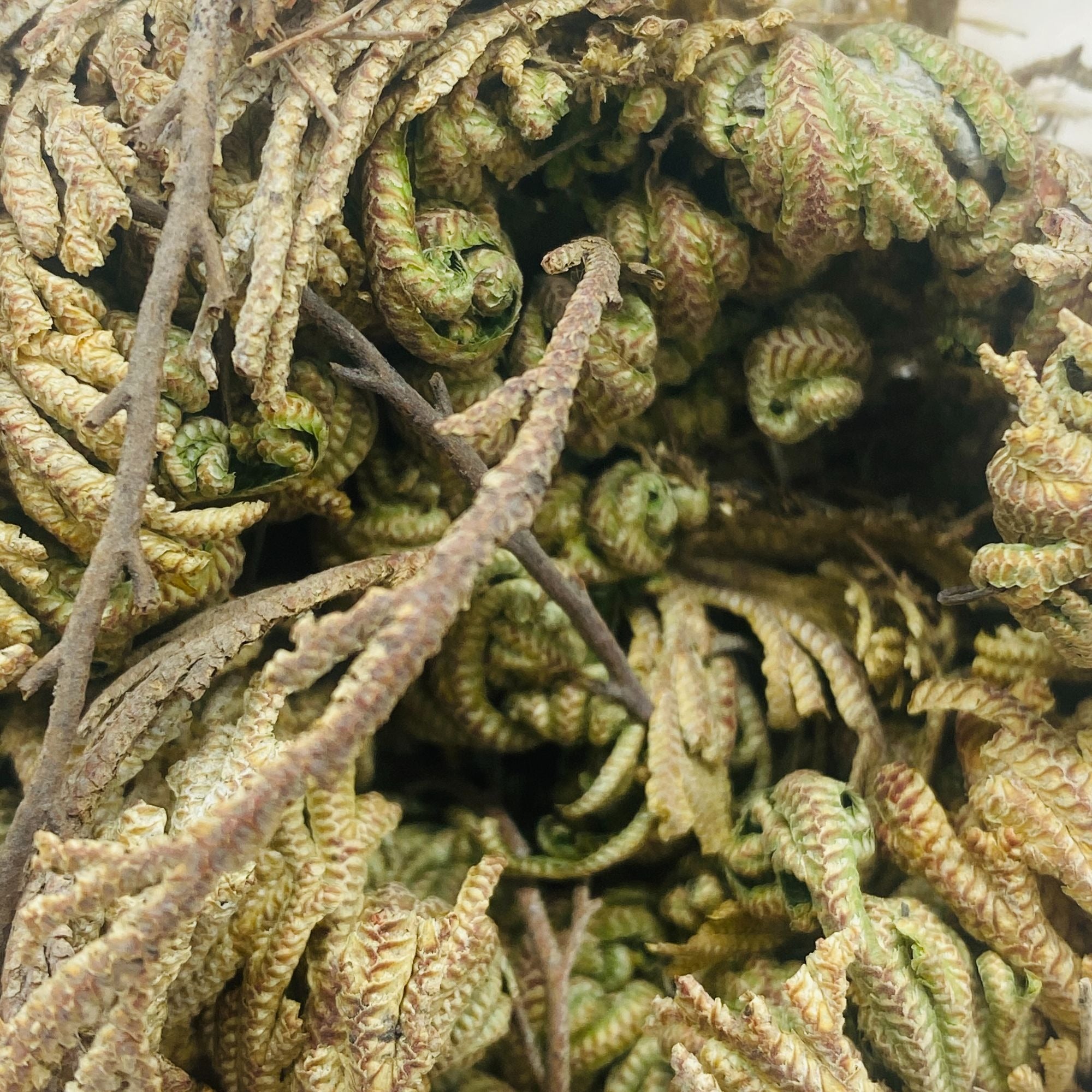 Jericho Flower Pack of 1 Dried Rose